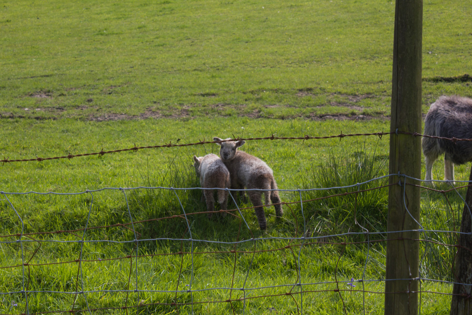 Lambs wanting to be played with